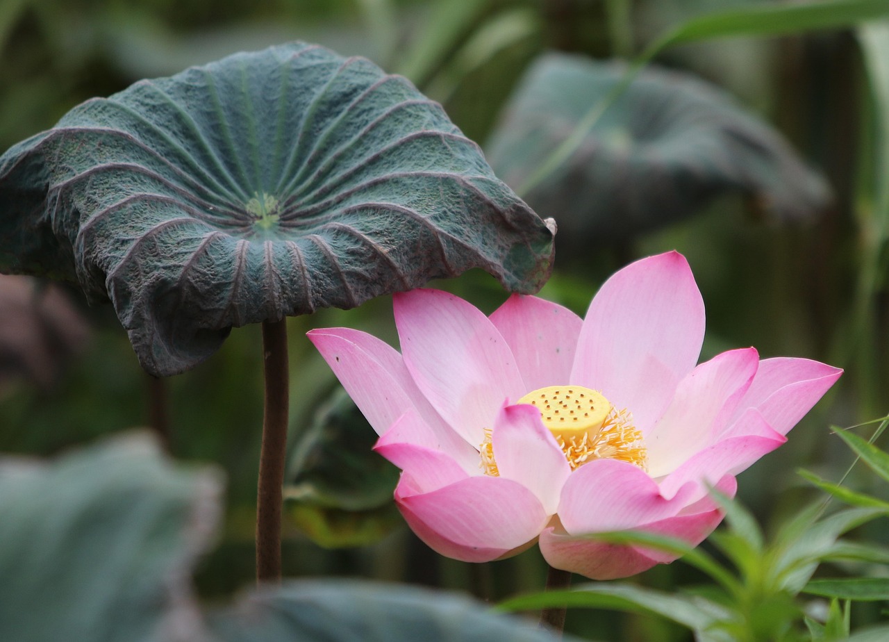 Where to Lotus365 Apk Review 2026: Bonus, App, Withdrawal Tested